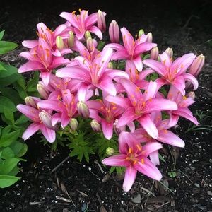 Meet your Posher, Mary ann